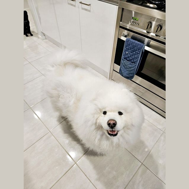 Photo of Sammy