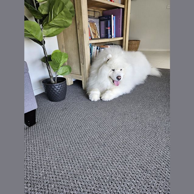 Photo of Sammy