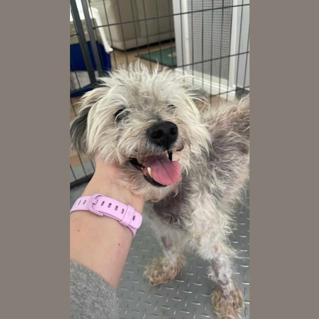 Jason Statham Small Male Terrier Mix Dog in VIC PetRescue