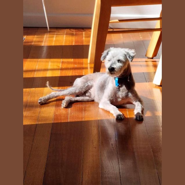 Jason Statham Small Male Terrier Mix Dog in VIC PetRescue