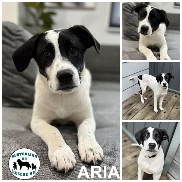 Photo of Aria 