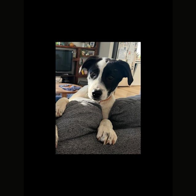 Photo of Aria 