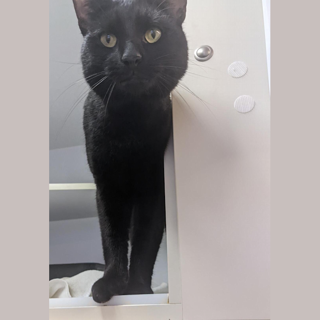 Photo of Sirius