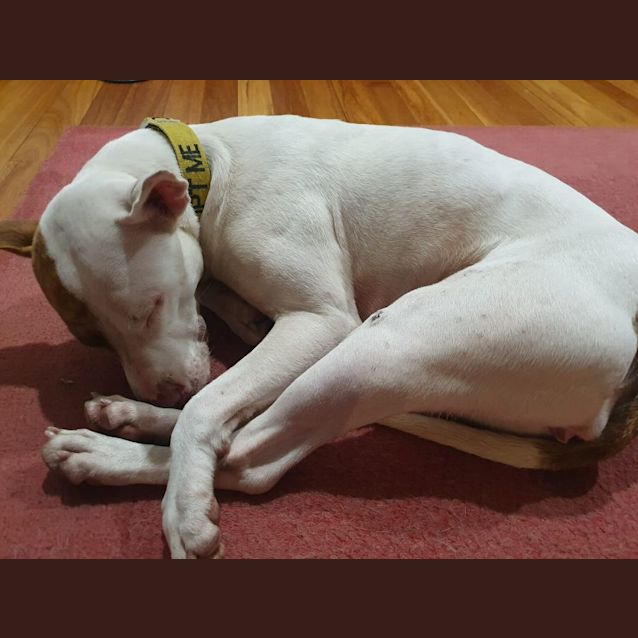 Photo of Rosie