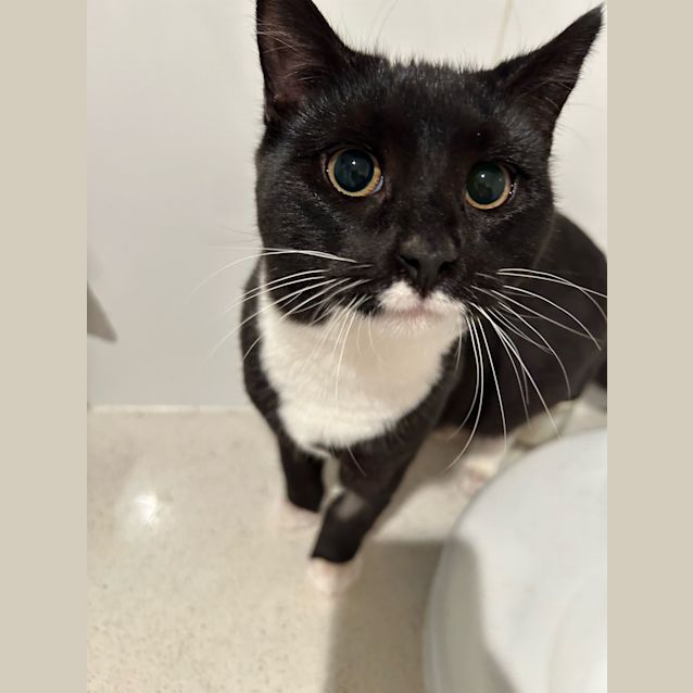 Photo of Maverick