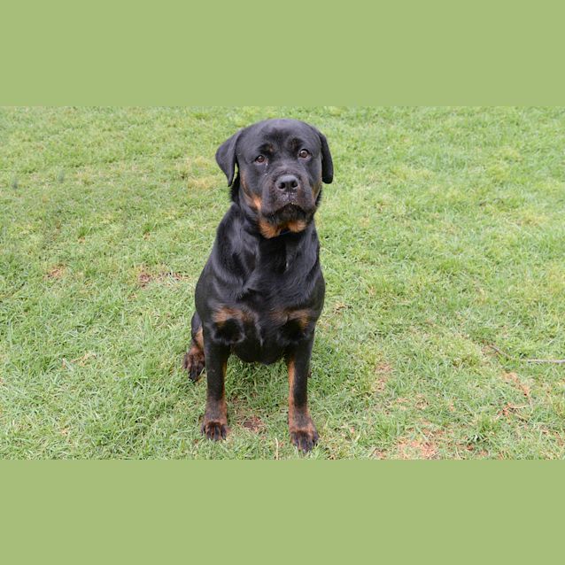 Photo of Nala