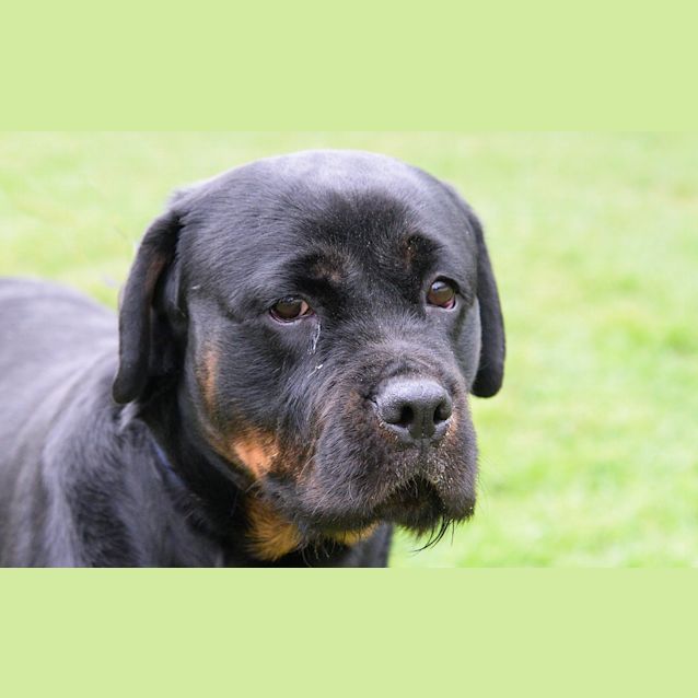 Photo of Nala
