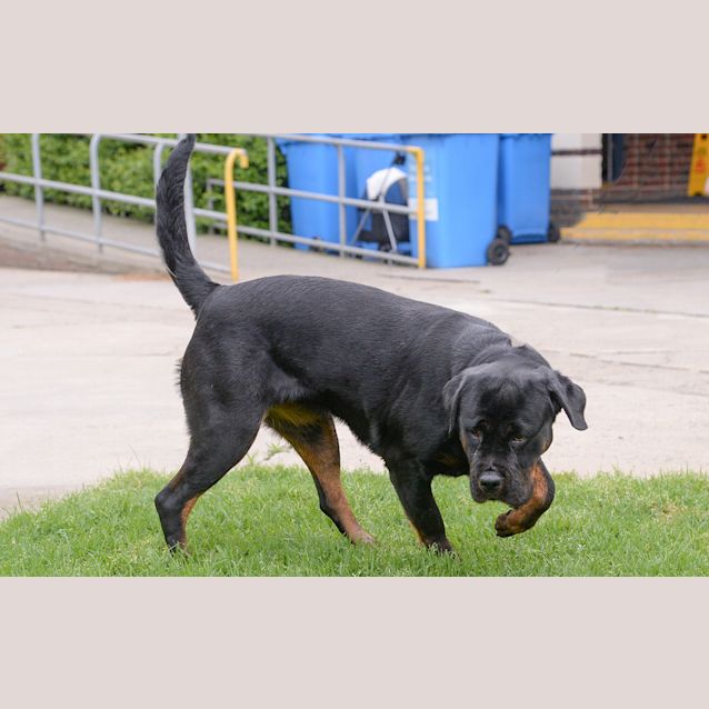 Photo of Nala