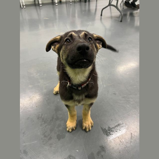 Photo of Blossom