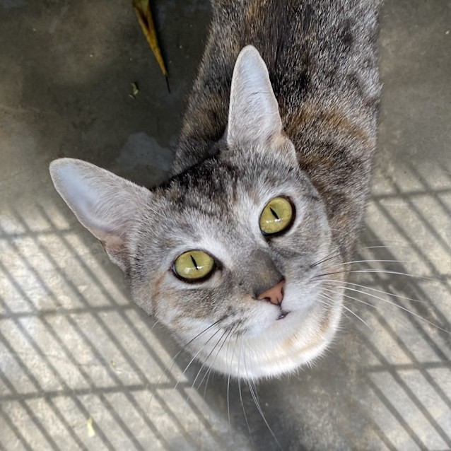 Photo of Gypsy