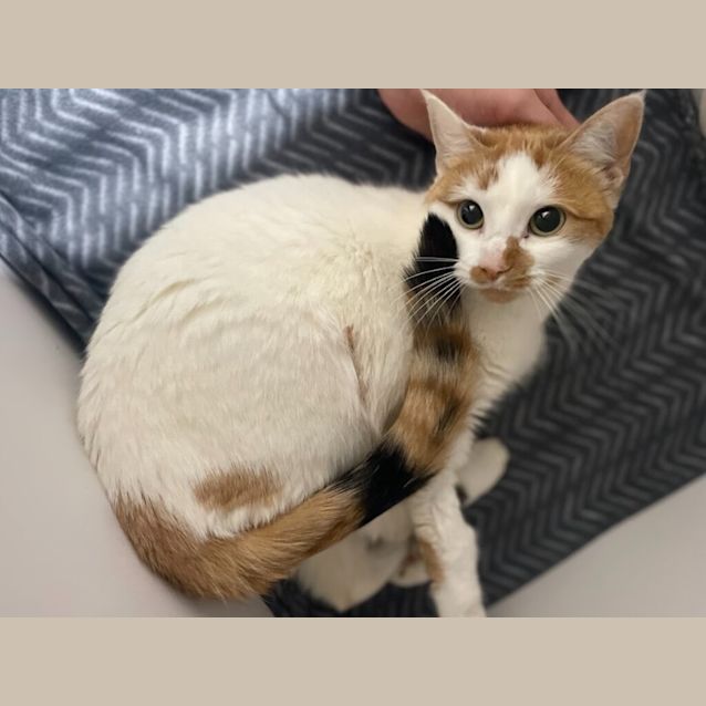 Photo of Clover