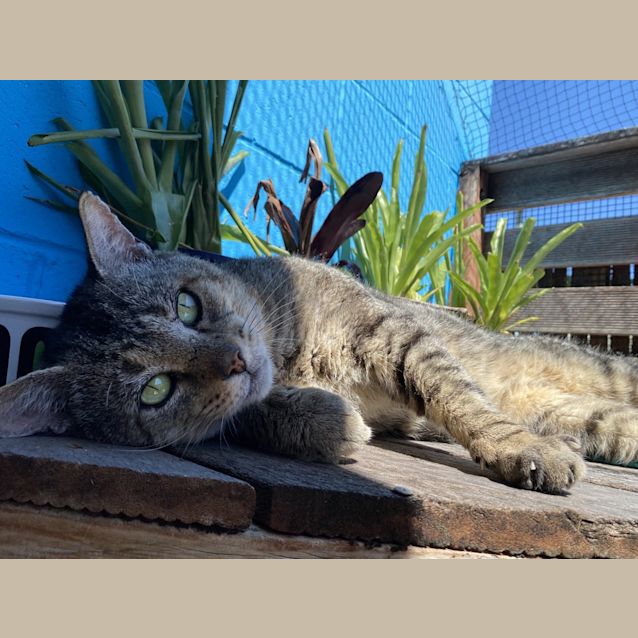 Photo of Peso