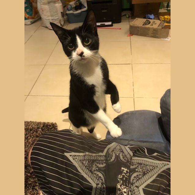 Photo of Bella