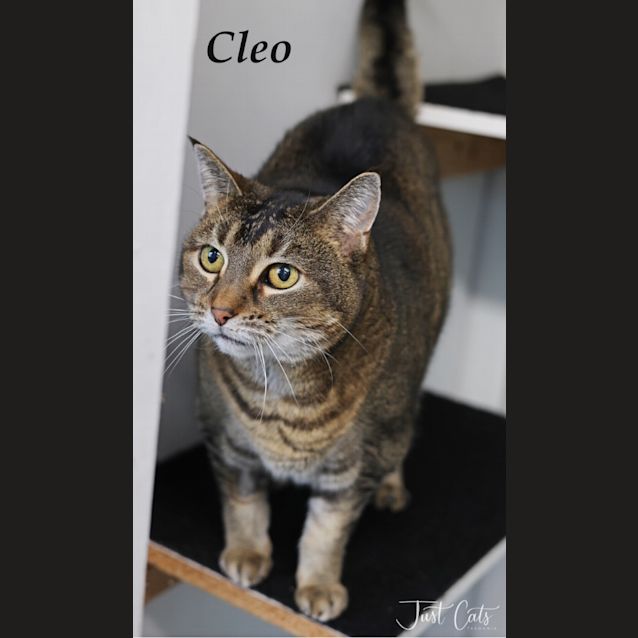 Photo of Cleo