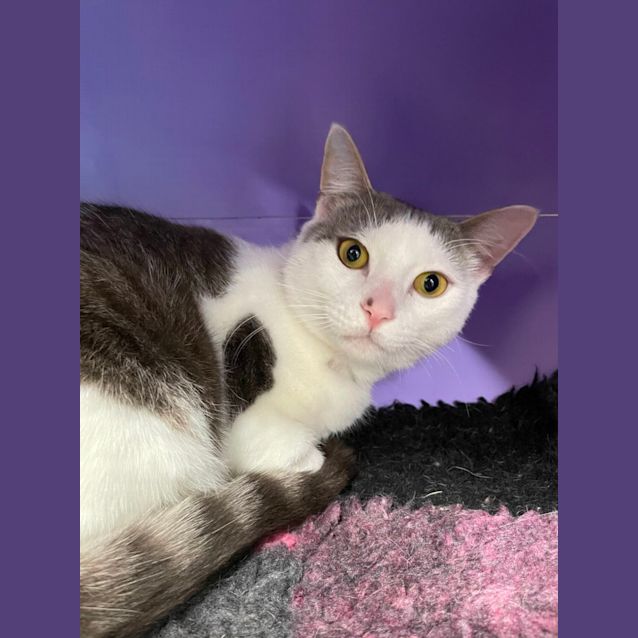 Photo of ⛄Olaf F02578 ⛄