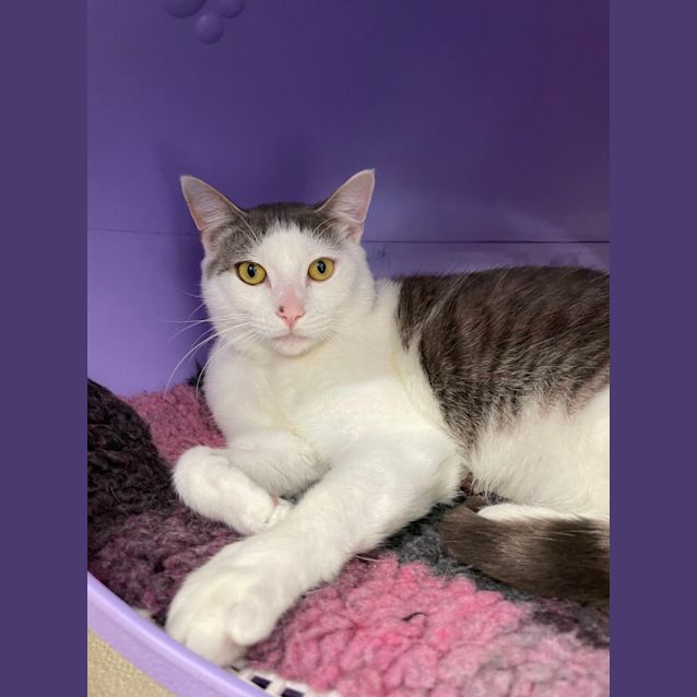 Photo of ⛄Olaf F02578 ⛄