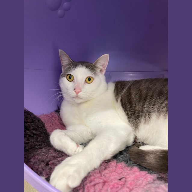 Photo of ⛄Olaf F02578 ⛄