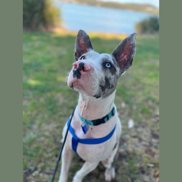 Photo of Bobby   9 Month Old Catahoula X (Trial)