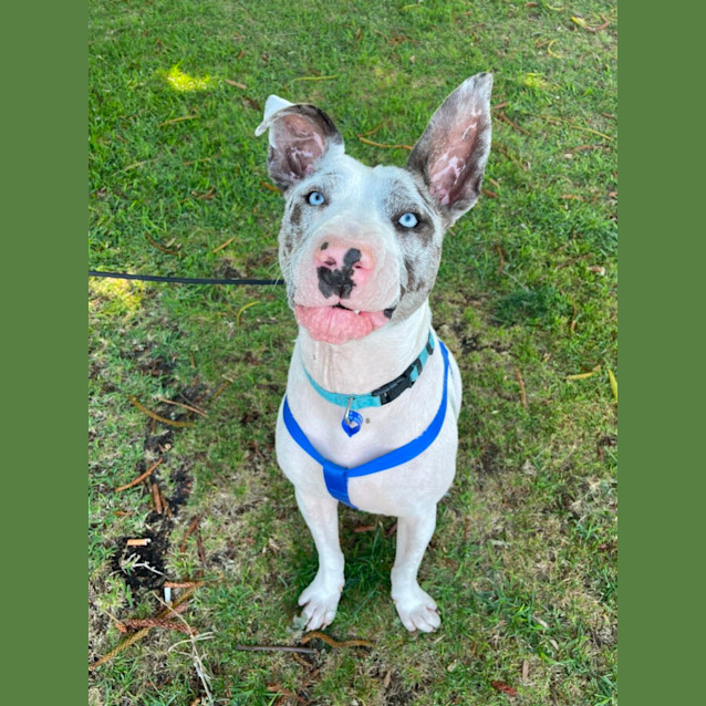 Photo of Bobby   9 Month Old Catahoula X (Trial)