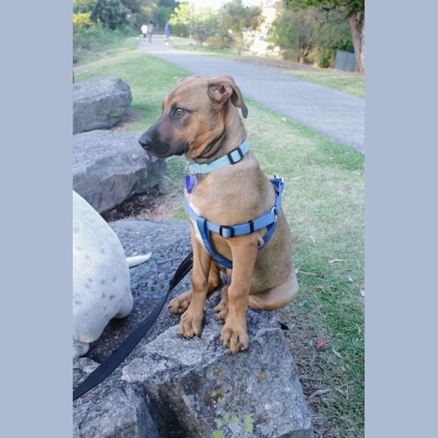 Photo of Kai   4 Month Old Ridgeback X (Trial)