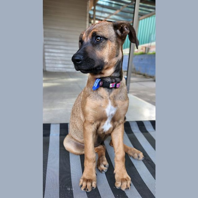 Photo of Kai   4 Month Old Ridgeback X (Trial)