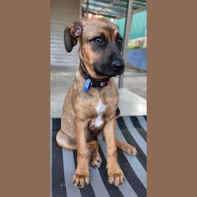 Photo of Kai   4 Month Old Ridgeback X (Trial)