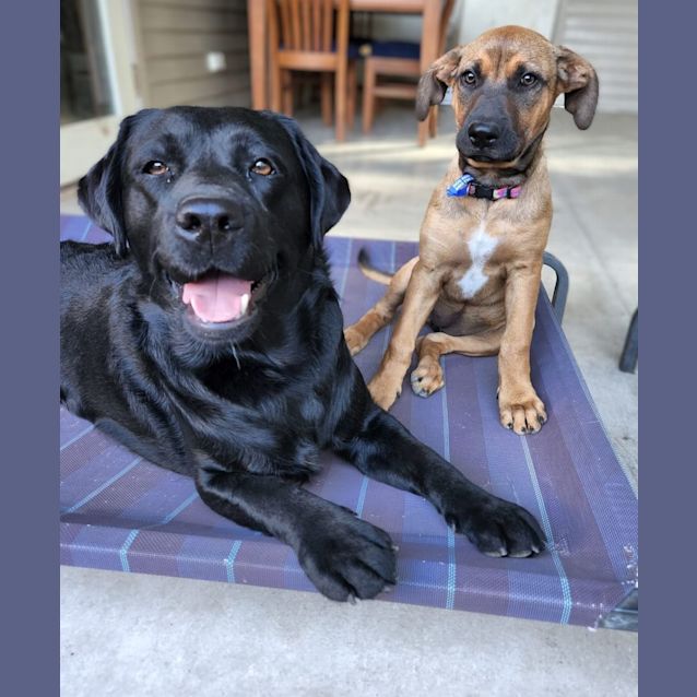 Photo of Kai   4 Month Old Ridgeback X (Trial)