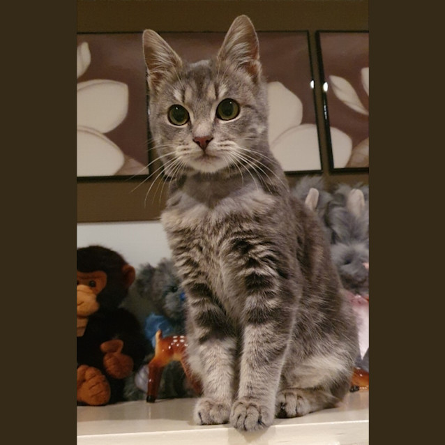 Photo of Gibbs