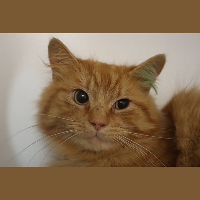 Photo of Kimchi