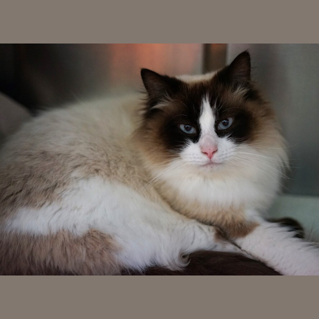 Photo of Coco