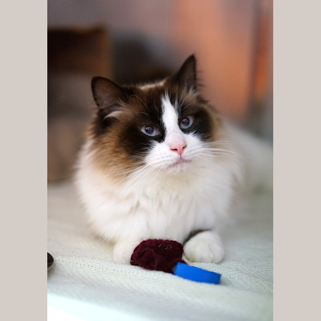 Photo of Coco