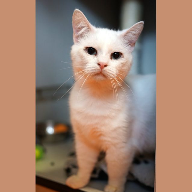 Photo of Gnocchi