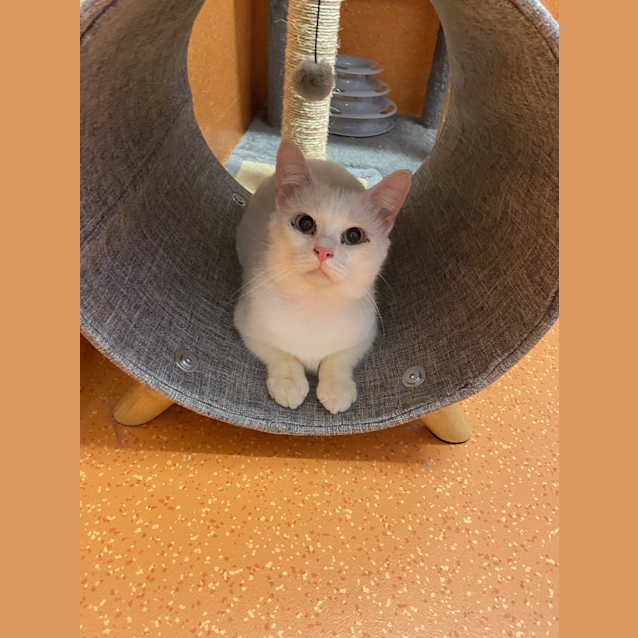 Photo of Gnocchi