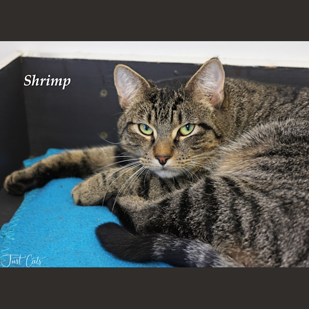 Photo of Shrimp