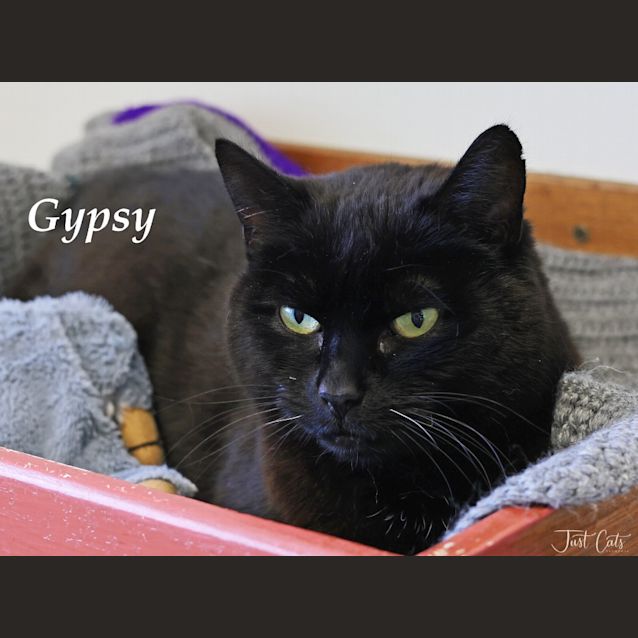 Photo of Gypsy
