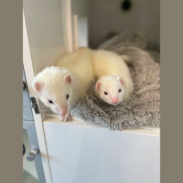 Photo of Bandit & Slinky