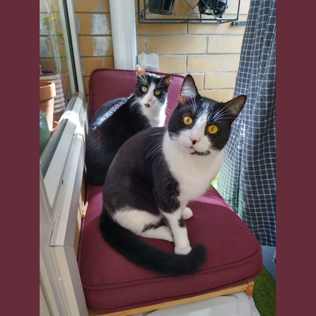 Photo of 🐈 Jake & Elwood 🐈