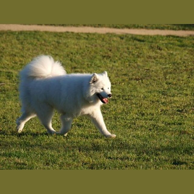 Photo of Marshmallow 