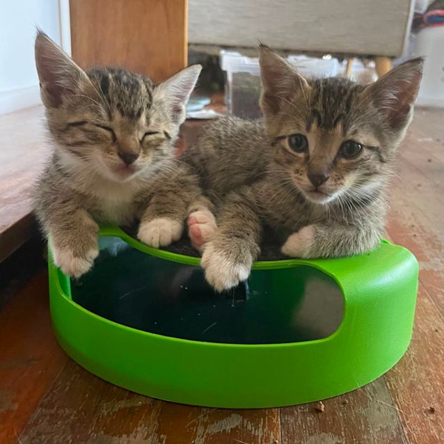 Photo of Rescue Kittens!