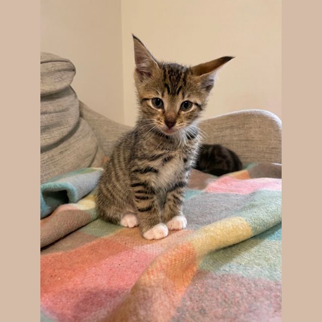 Photo of Rescue Kittens!