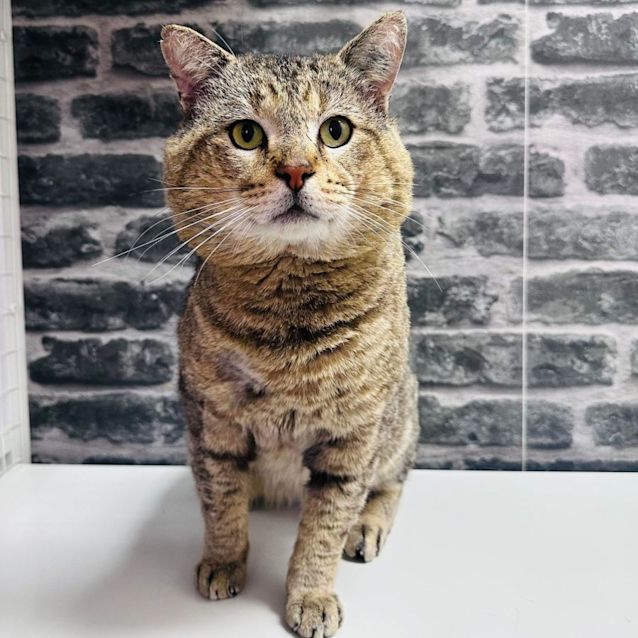 Photo of Toby   Located In Preston