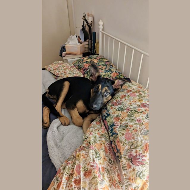 Photo of Maxine (Was Bella)