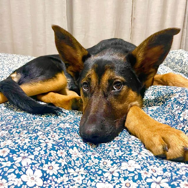 Photo of Maxine (Was Bella)