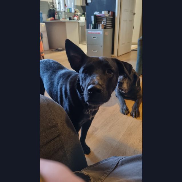 Photo of Lucky (Budd)