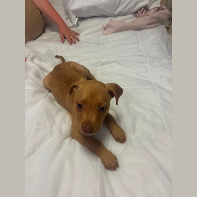 Photo of Bluey   12 Week Old Staffy X (Trial)