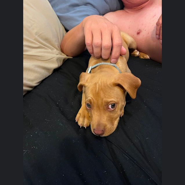 Photo of Bluey   12 Week Old Staffy X (Trial)
