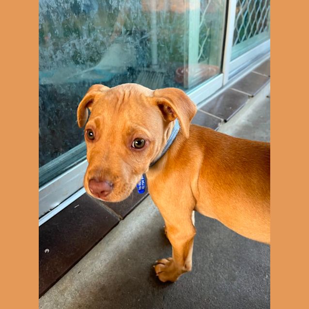 Sale 12 week old staffy puppy Top Sale