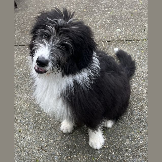 Photo of Bella