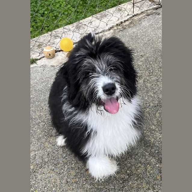 Photo of Bella