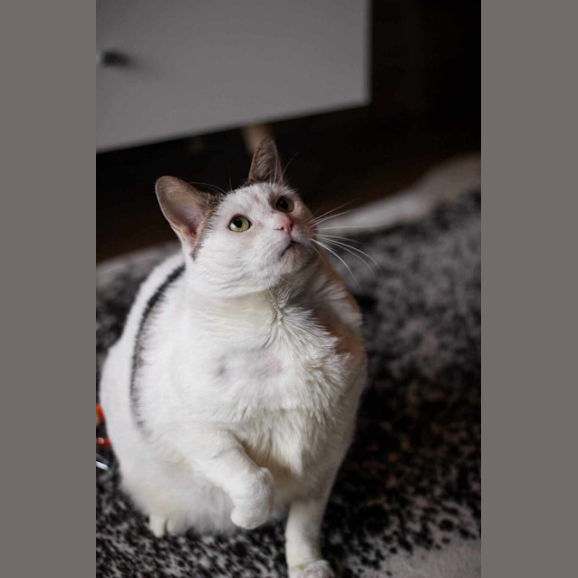 Photo of Baked Bean